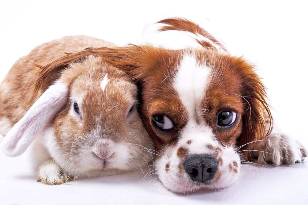 44 of the Most Popular Cruelty Free Makeup Brands